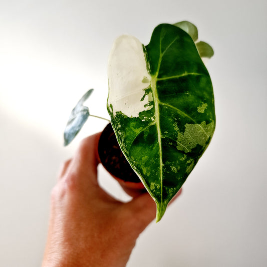 Alocasia Variegated Frydek Houseplant 7cm pot (3)