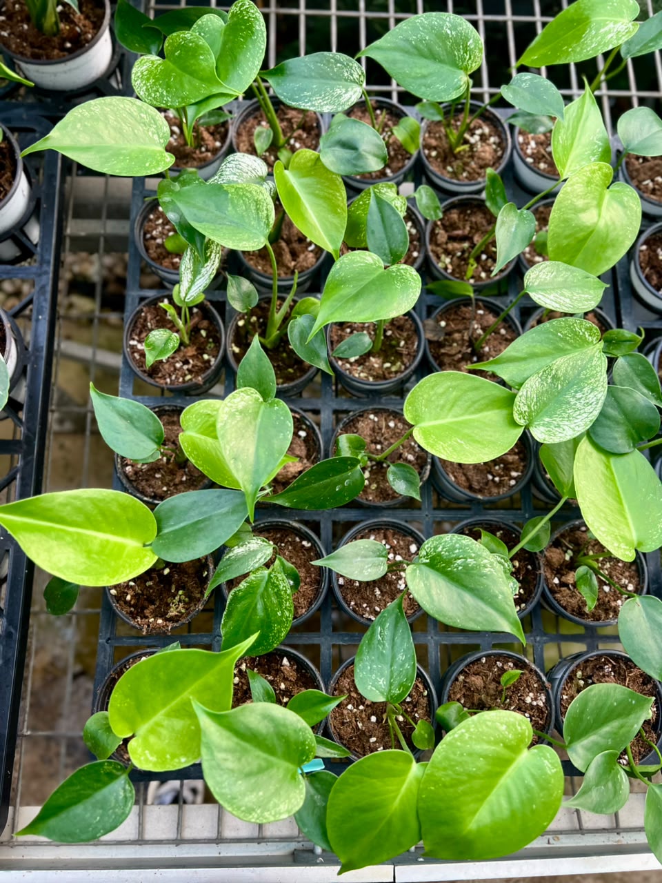 Monstera Devil – Fresh UK Arrival (9cm Pot)