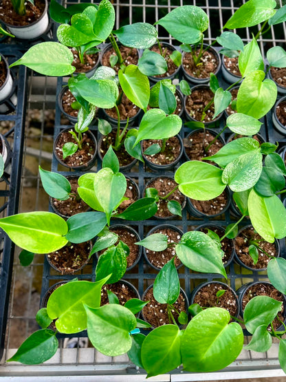 Monstera Devil – Fresh UK Arrival (9cm Pot)