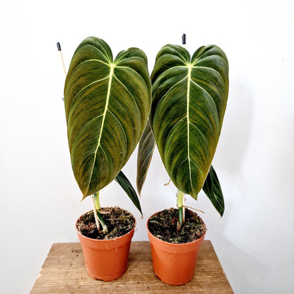 Philodendron Melanochrysum Houseplant 12cm pot