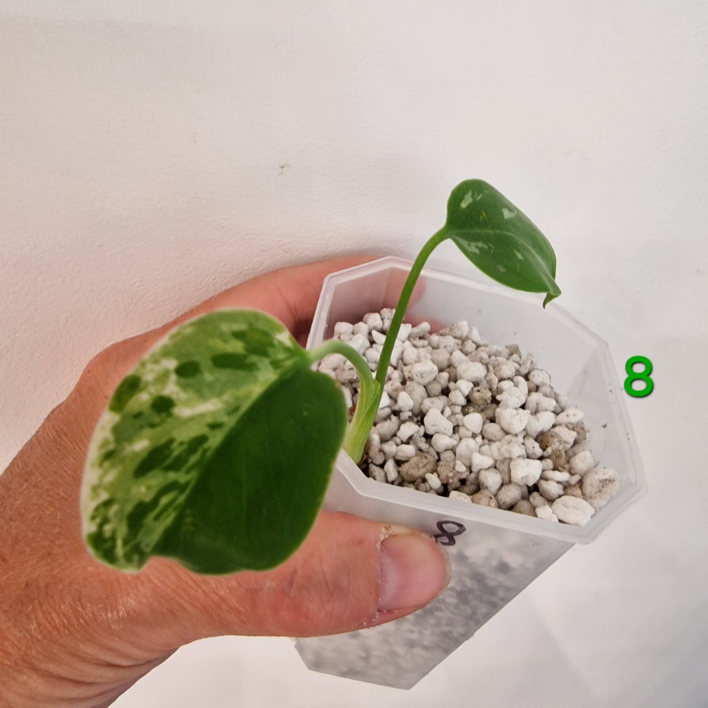 Monstera Bulbasaur 7cm pot – Choose Your Own