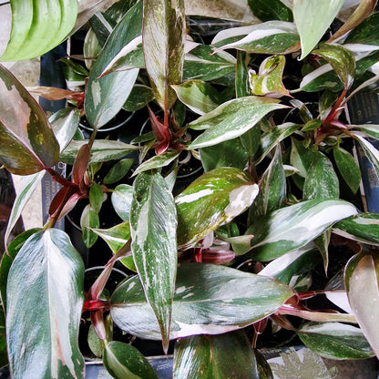 Philodendron Red Anderson Rare Houseplant 6cm pot