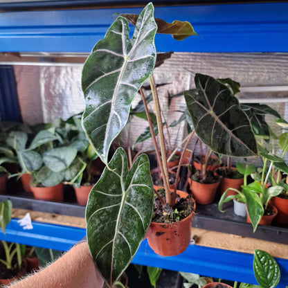 Alocasia Suhirmaniana Rare Houseplant 10.5cm pot