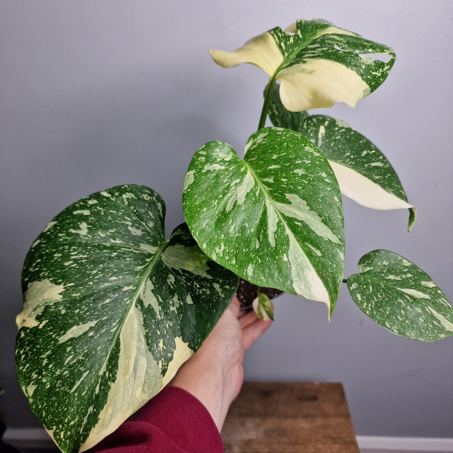 Monstera Crème Brûlée – 12cm Pot - Exact Plant (#1)
