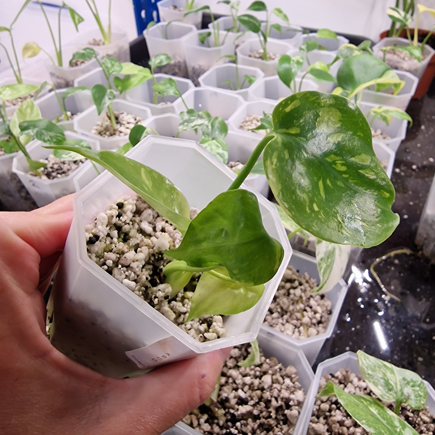 Monstera Electrolight Variegated – Exact Plant (#6)