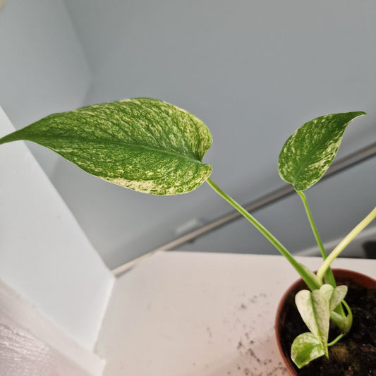 Monstera Mint Rare Houseplant 10.5cm pot (e)