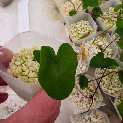 Colocasia White Lava – Chosen at Random - See Description