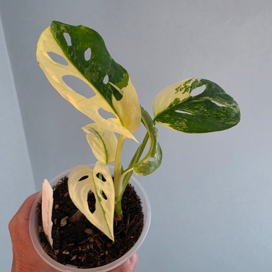 Monstera Adansonii Variegated twin growth