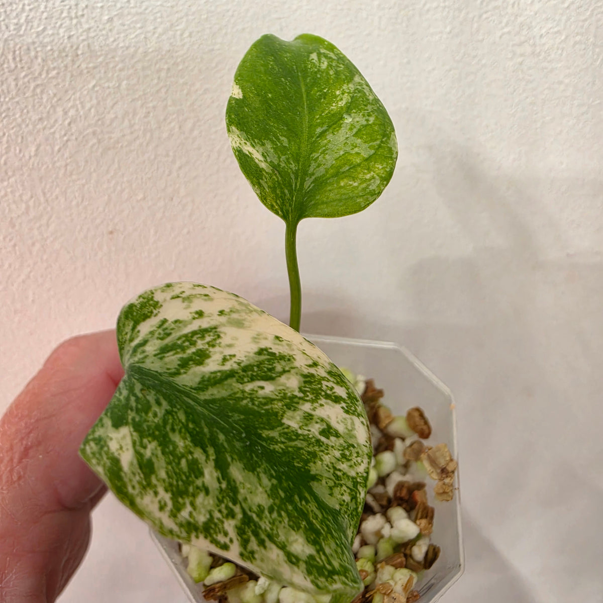 Monstera White Monster Variegated – Exact Plant #2