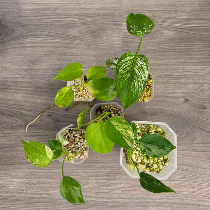 🌿 THE MOTHER OF ALL MONSTERA BUNDLES - SEE DESCRIPTION! 🌿