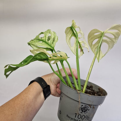 Monstera Adansonni Variegated #2
