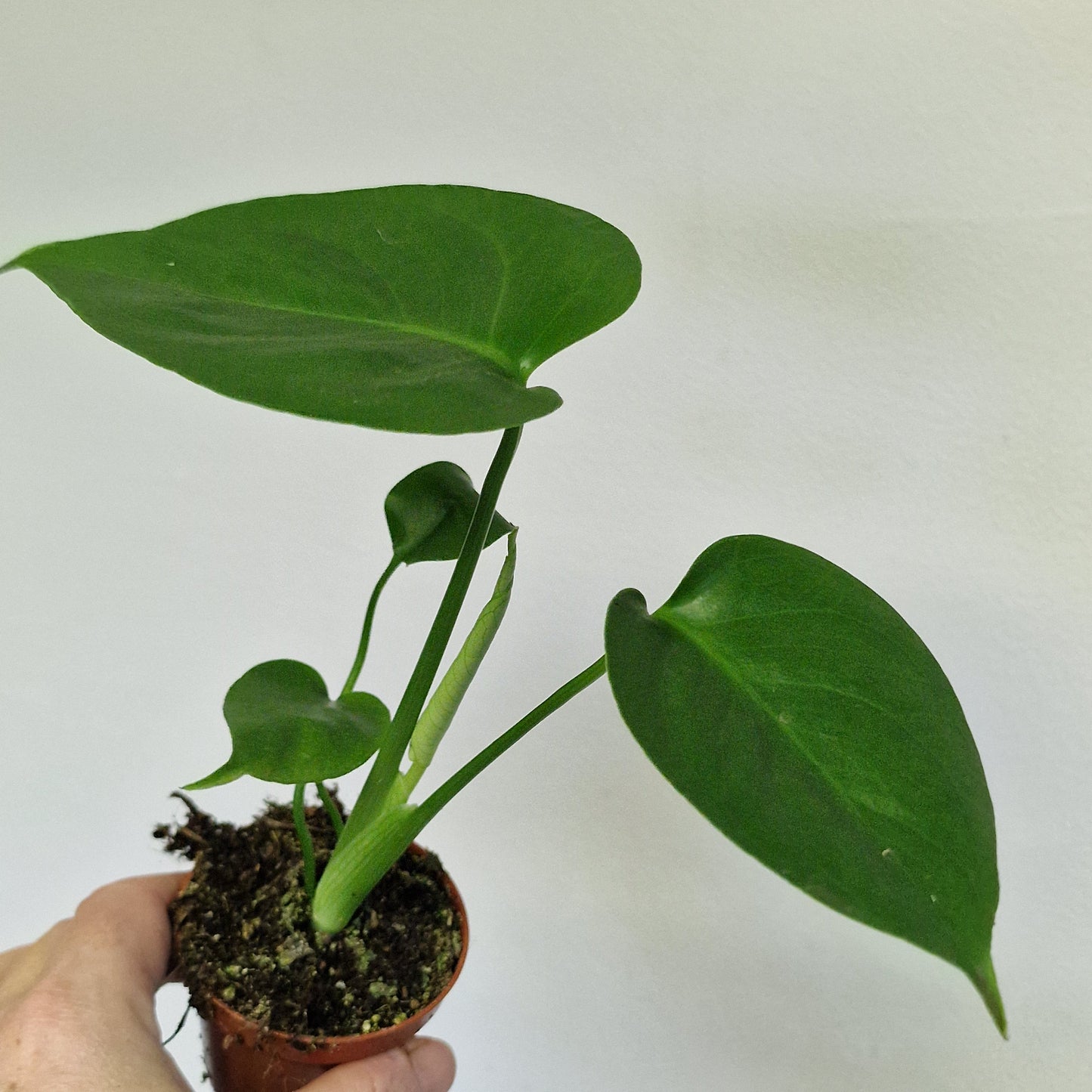Monstera Deliciosa – 6cm Pot
