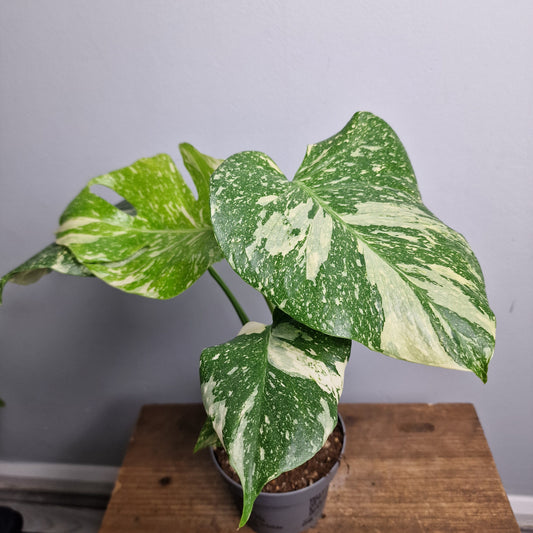 Monstera Crème Brûlée – 12cm Pot - Exact Plant (#3)