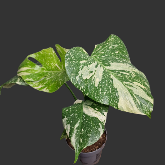 Monstera Crème Brûlée – 12cm Pot - Exact Plant (#3)