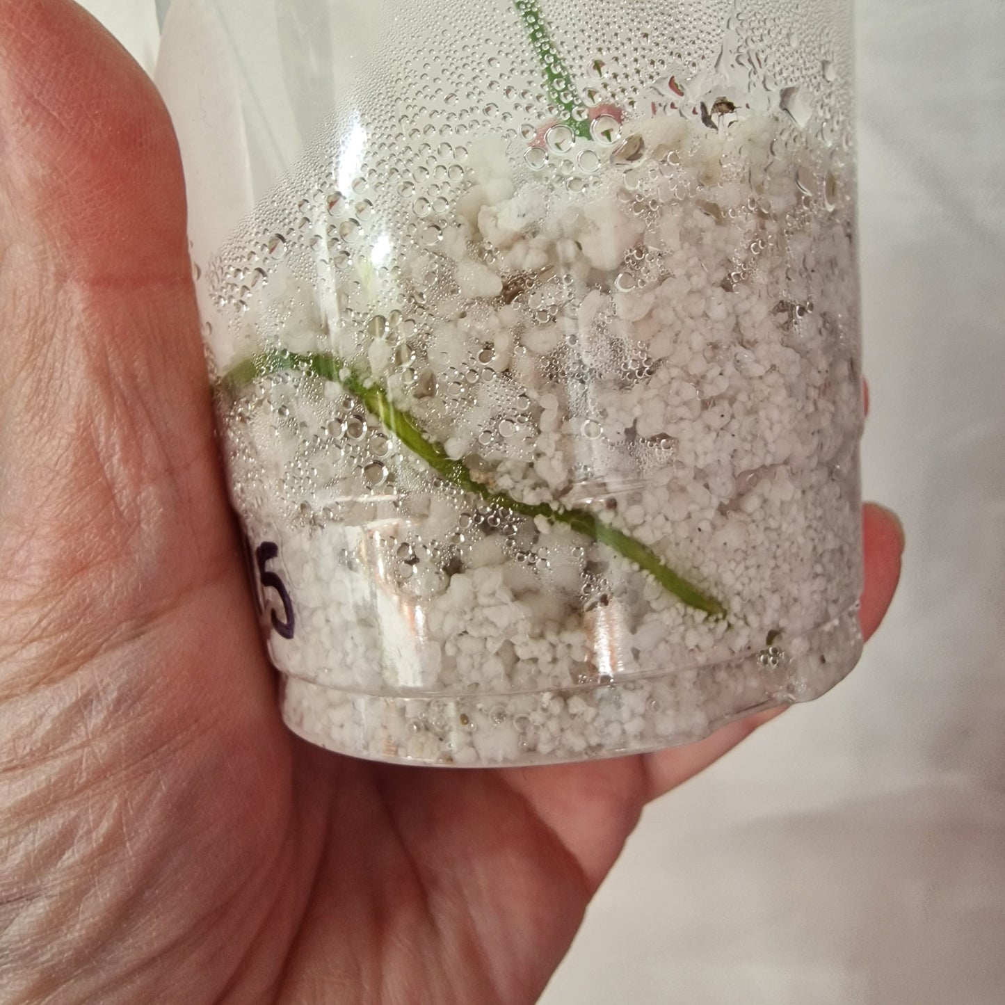 Pre-order Monstera Bulbasaur – Young TC Plantlet Exact Plant (1-15)