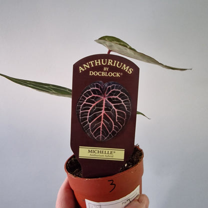 Anthurium ‘Michelle’ by DocBlock – 9cm Pot (#3)