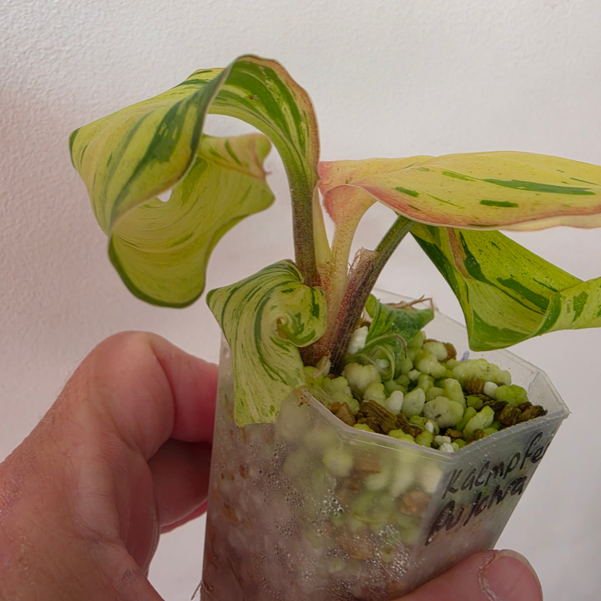 Kaempferia Pulchra Variegata – Established | Exact Plant #4