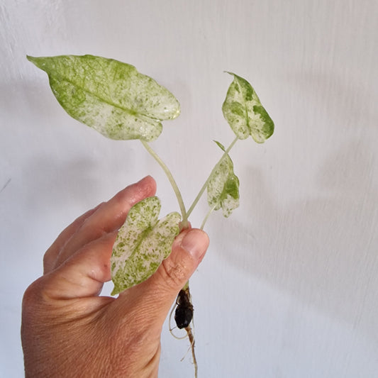 Alocasia Macrorrhiza Splash rooted in Water