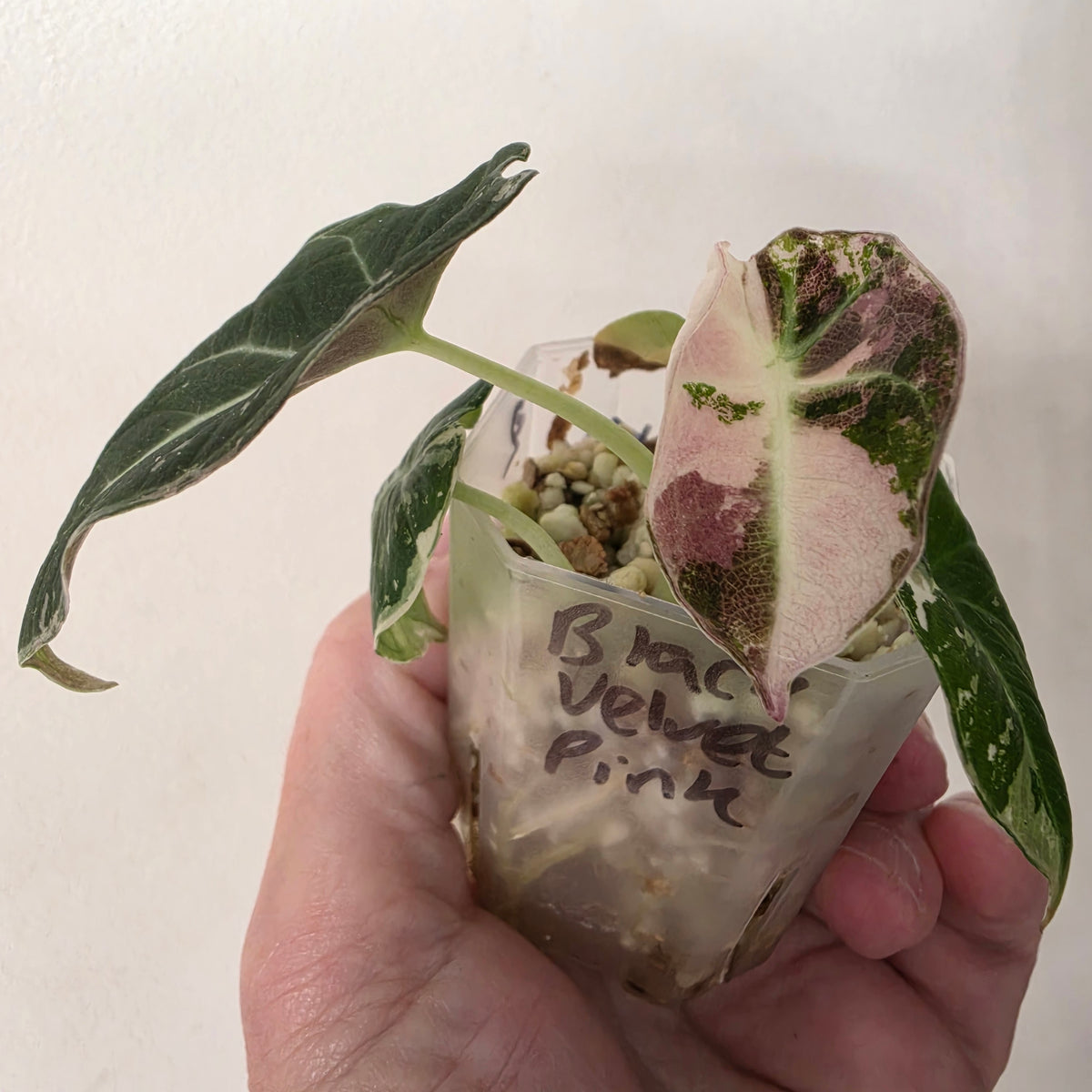 Pink Alocasia Bundle - SEE DESCRIPTION!