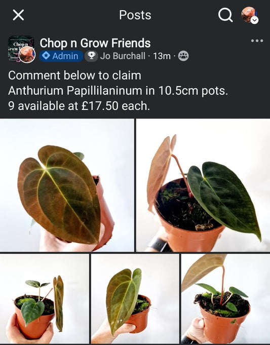 Friday Sale - Ros x Anthurium Pap