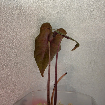Alocasia Pink Nobilis Variegated – Fully Acclimatised | Exact Plant #3