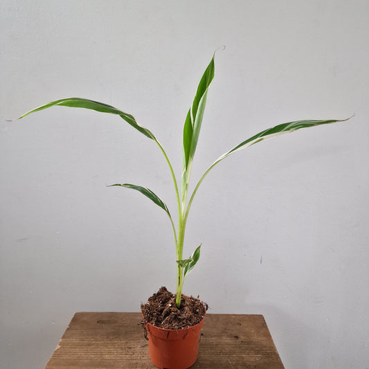 Musa Florida Rare Houseplant approx 40cm tall 10.5cm pot (1)