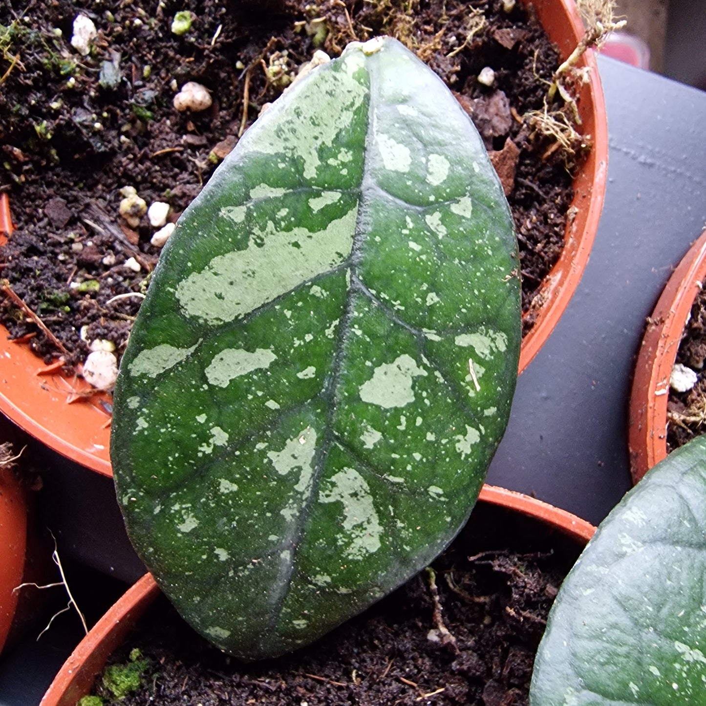Hoya Crassipetiolata Houseplant 10.5cm pot