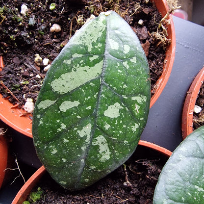 Hoya Crassipetiolata Houseplant 10.5cm pot