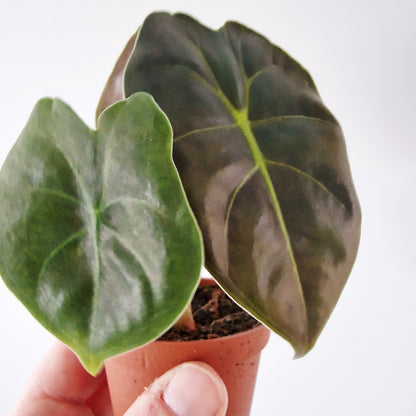 Alocasia Golden Bone Rare Houseplant 6cm pot
