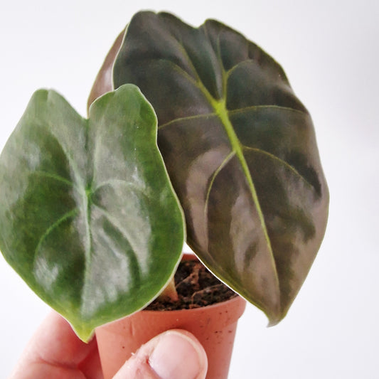 Alocasia Golden Bone Rare Houseplant 6cm pot