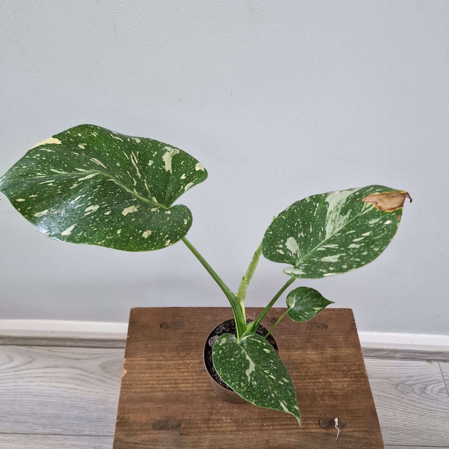 Monstera Thai Constellation Rare Houseplant 8cm pot (2)
