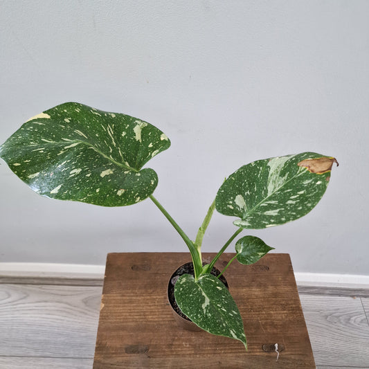 Monstera Thai Constellation Rare Houseplant 8cm pot (2)