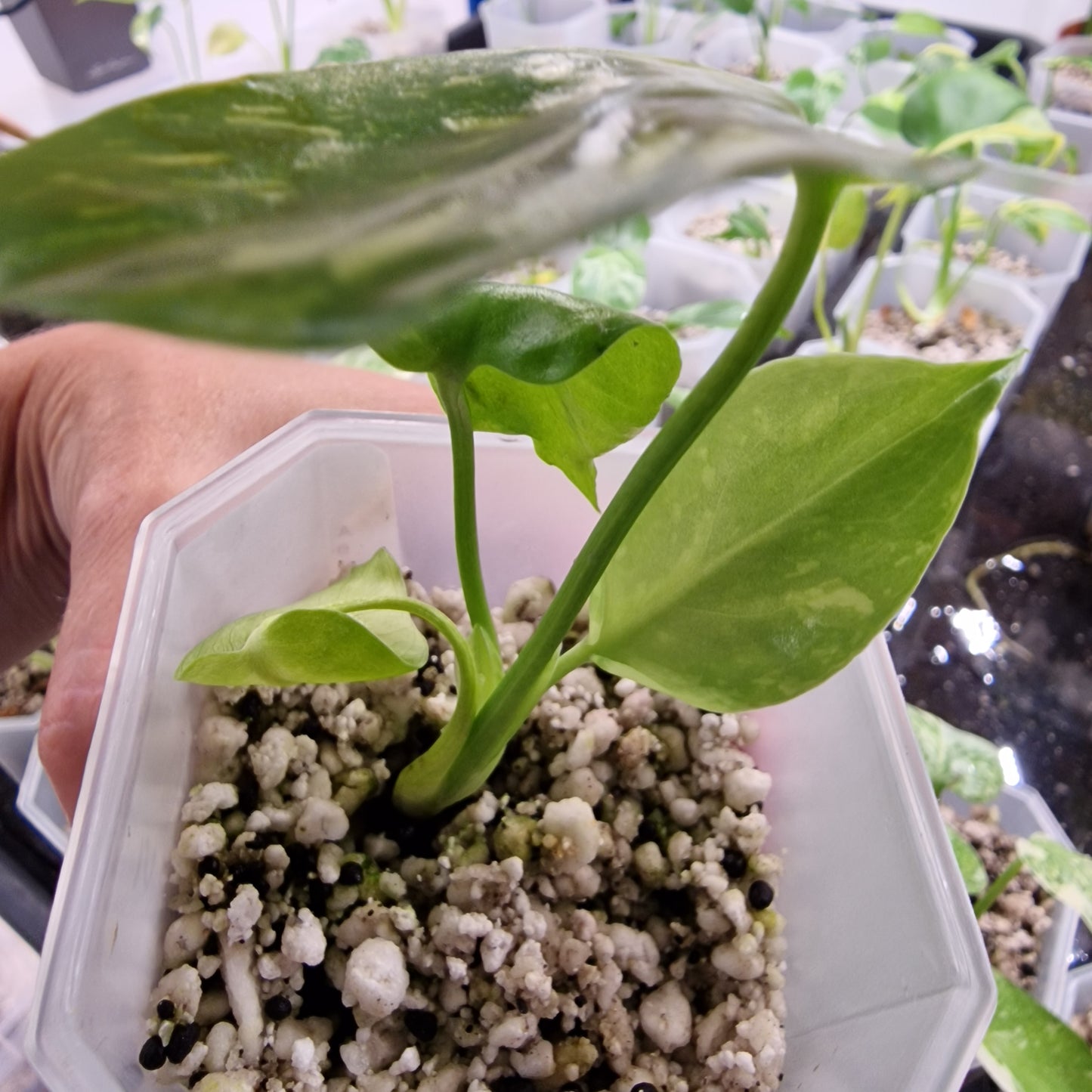 Monstera Electrolight Variegated – Exact Plant (#6)