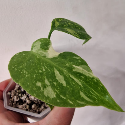 Monstera Electrolight Variegated – Exact Plant (#4)