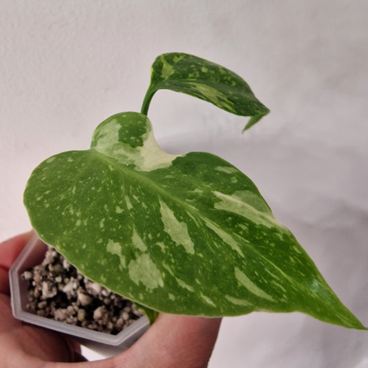 Monstera Electrolight Variegated – Exact Plant (#4)