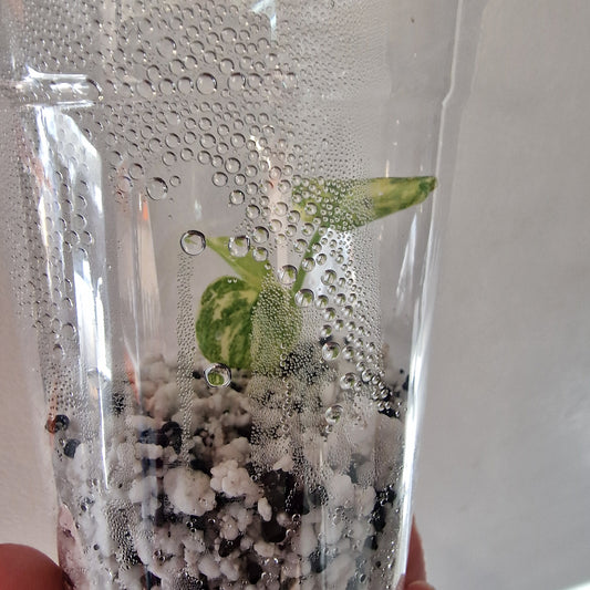 Monstera Green Snow (Thai Constellation Family) – Young TC Plant (#5)