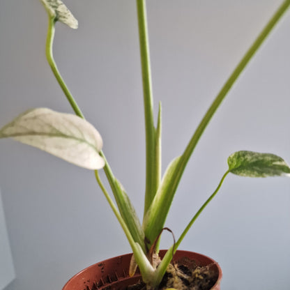 Monstera Mint Rare Houseplant 10.5cm pot (a)
