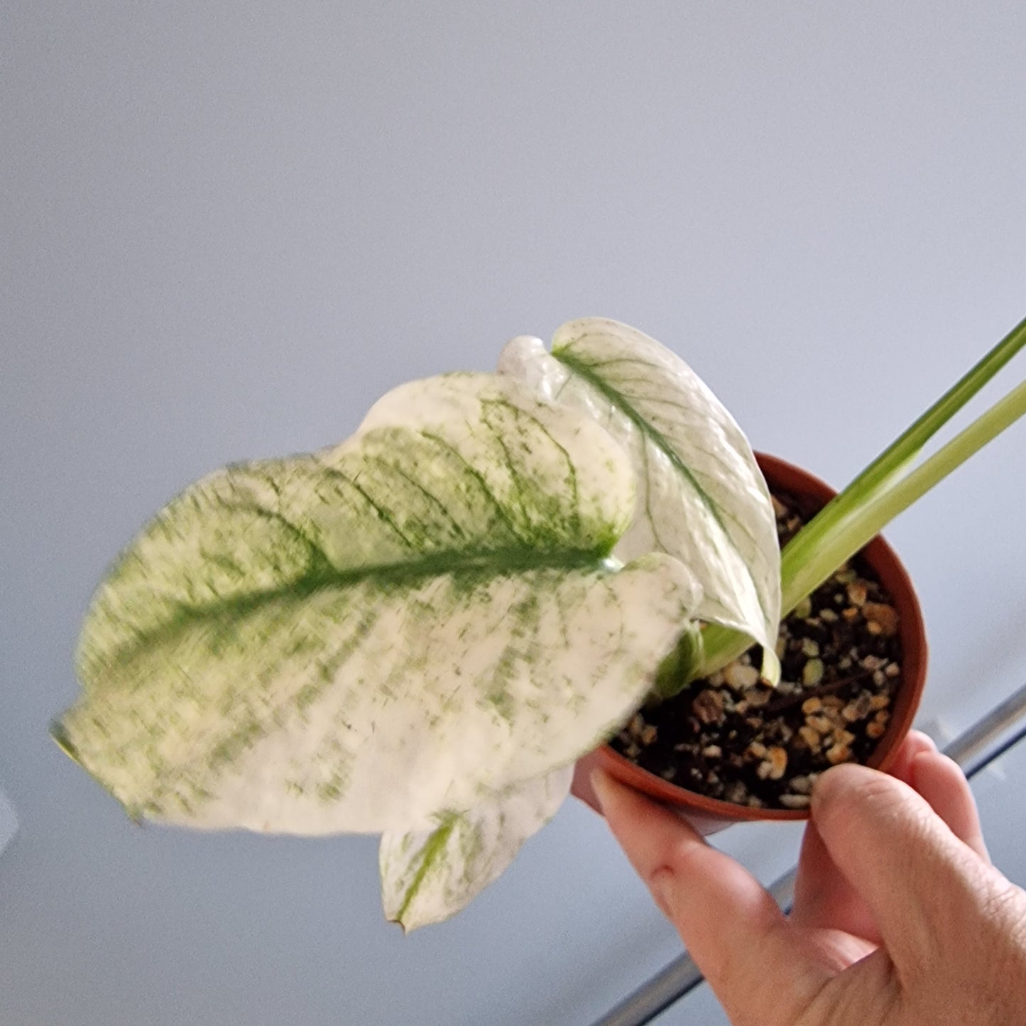 Monstera Mint Rare Houseplant 10.5cm pot (c)