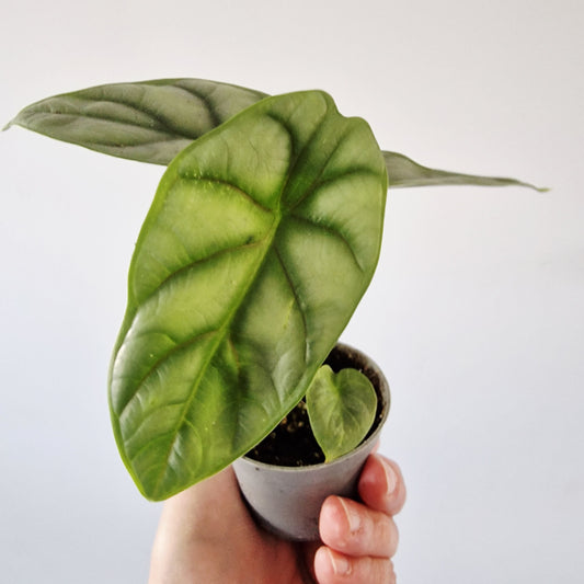 Alocasia Silver Dragon Rare Houseplant 6cm pot