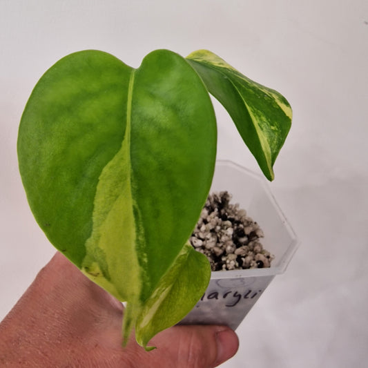 Monstera Yellow Marilyn – Variegated Monstera Exact Plant (3)