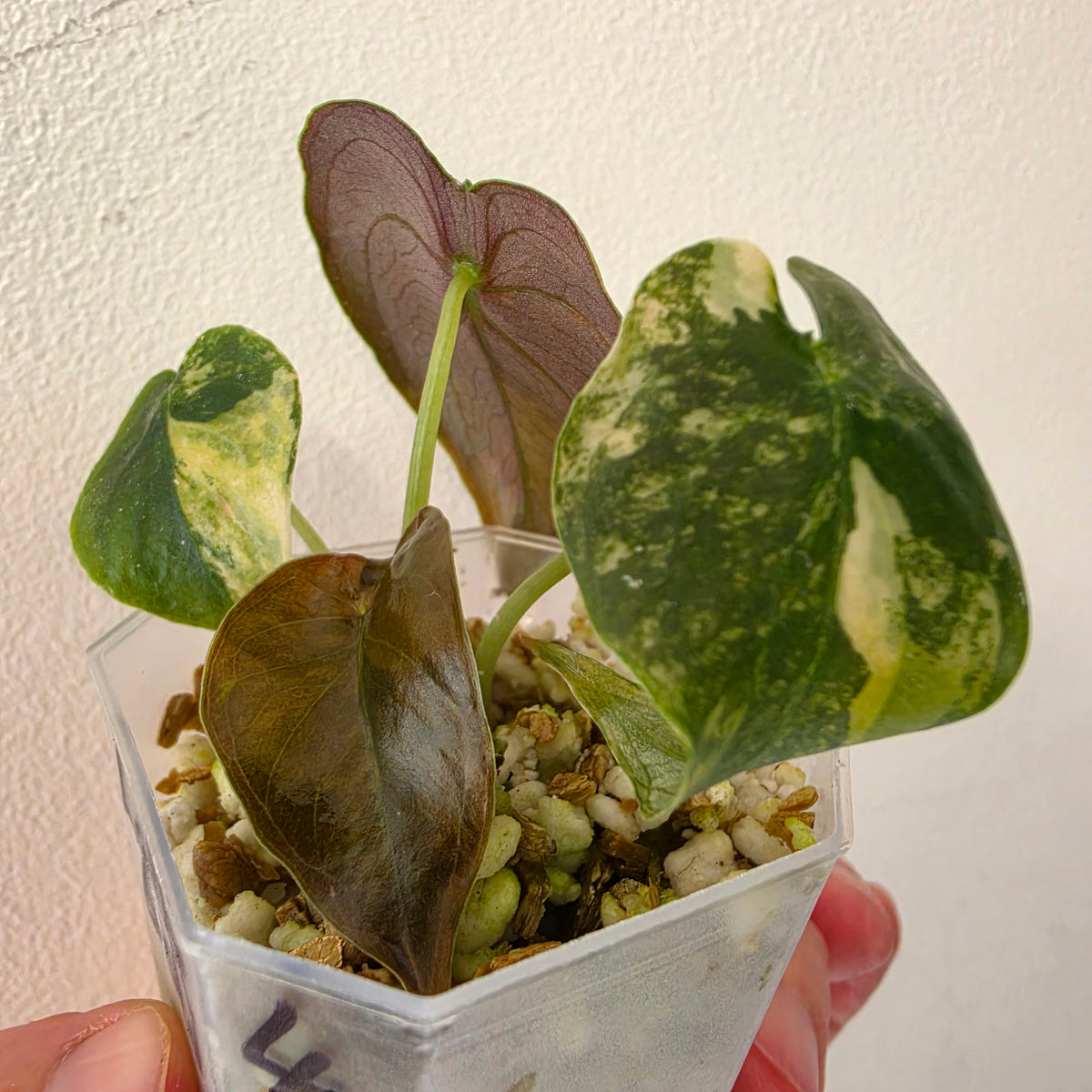 Alocasia Cuprea ‘Latte Gold’ – Acclimatised Tissue Culture | Exact Plant #4