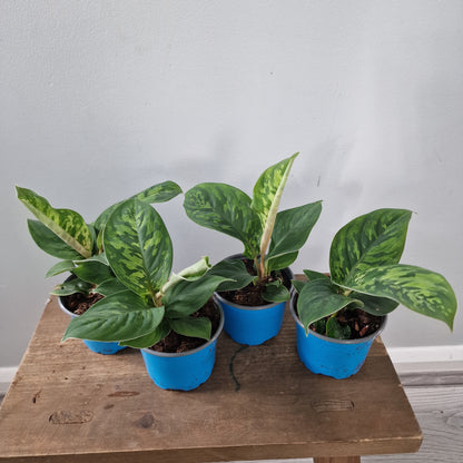 Homalomena Camouflage Rare Houseplant 9cm pot