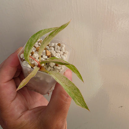 Philodendron Strawberry Caramel Marble (4) – Exact Plant - See description