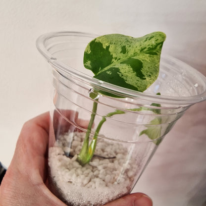 Pre-order Monstera Bulbasaur – Young TC Plantlet Exact Plant (1-16)