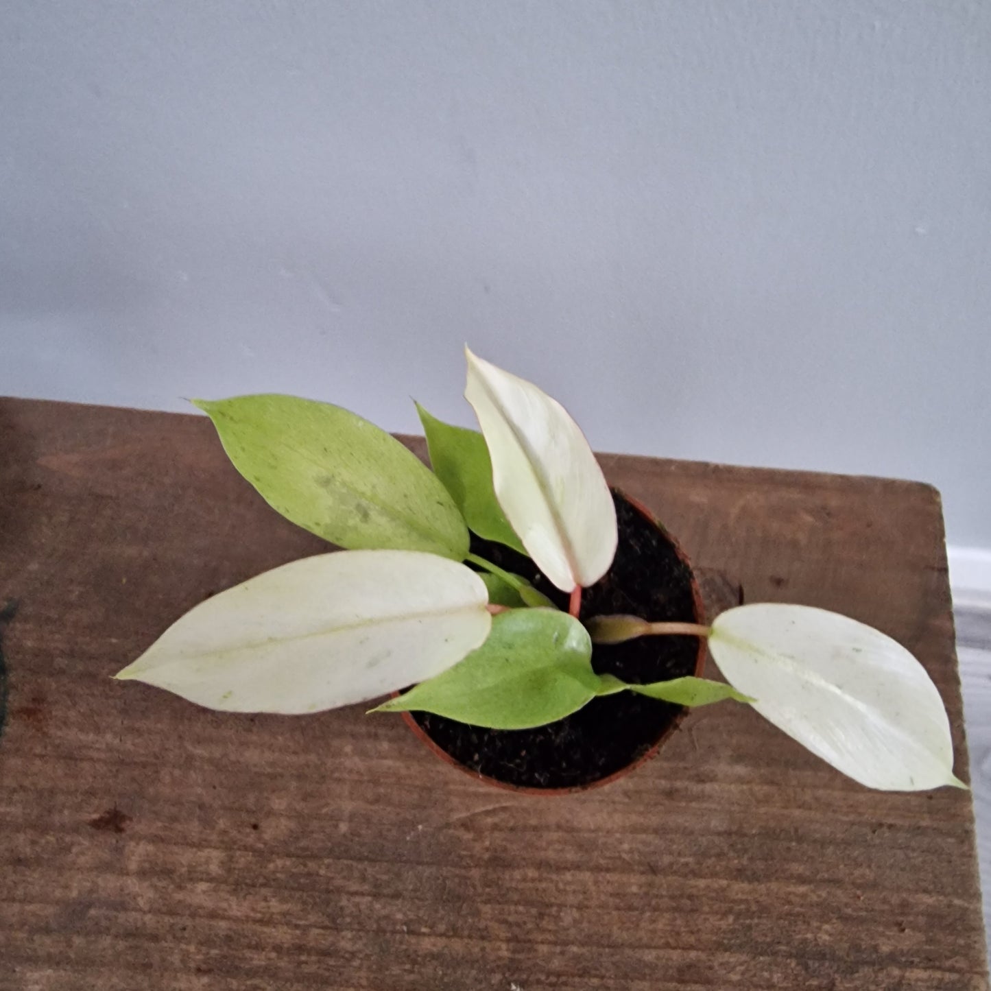 Philodendron Snowdrift Houseplant 6cm pot