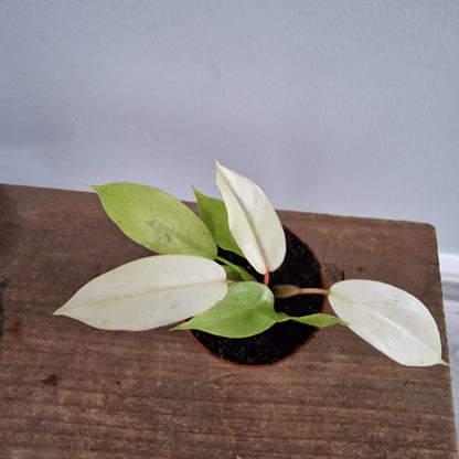 Philodendron Snowdrift Houseplant 6cm pot