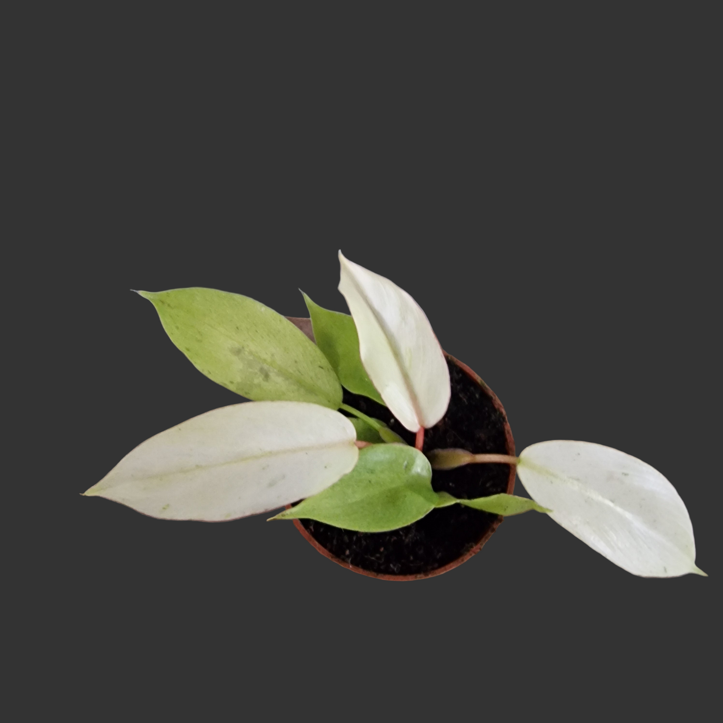 Philodendron Snowdrift Houseplant 6cm pot