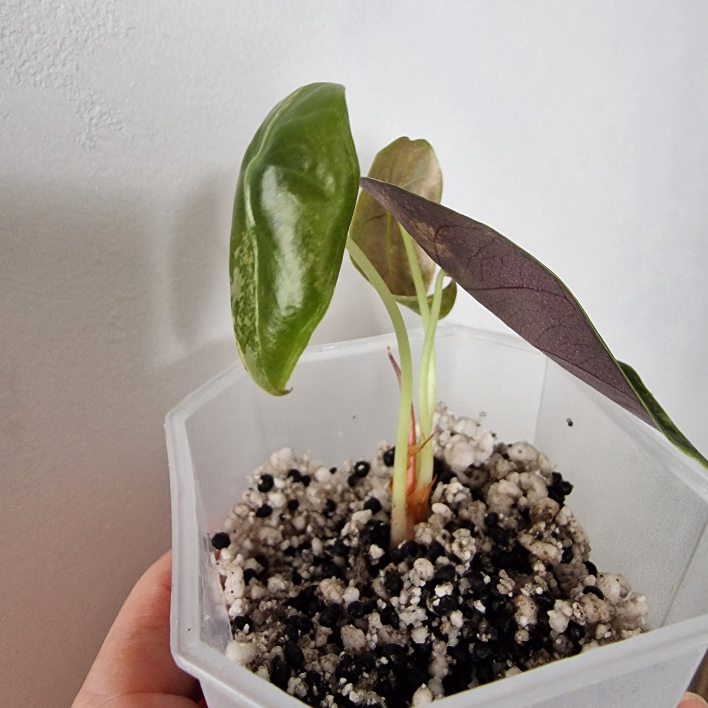 Alocasia Sedenii Variegated – Exact Plant (#2)