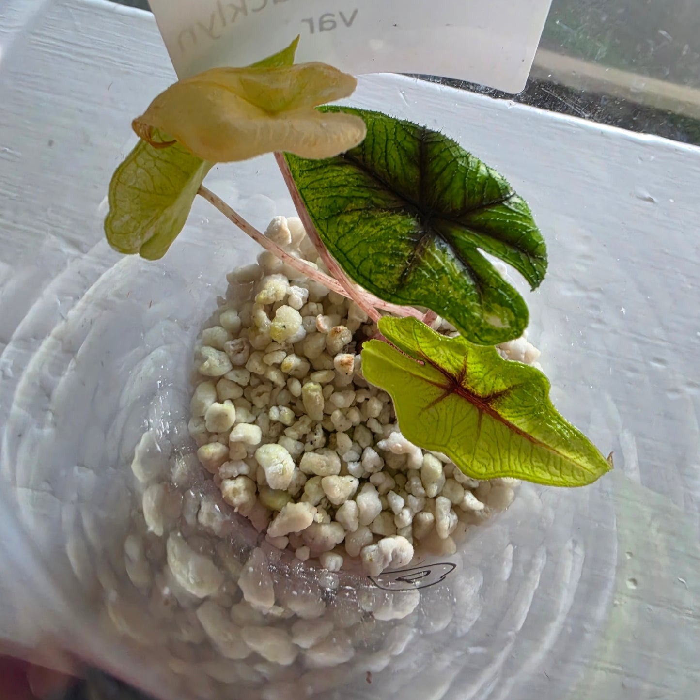 Alocasia Jacklyn Variegata from Tissue Culture - see description