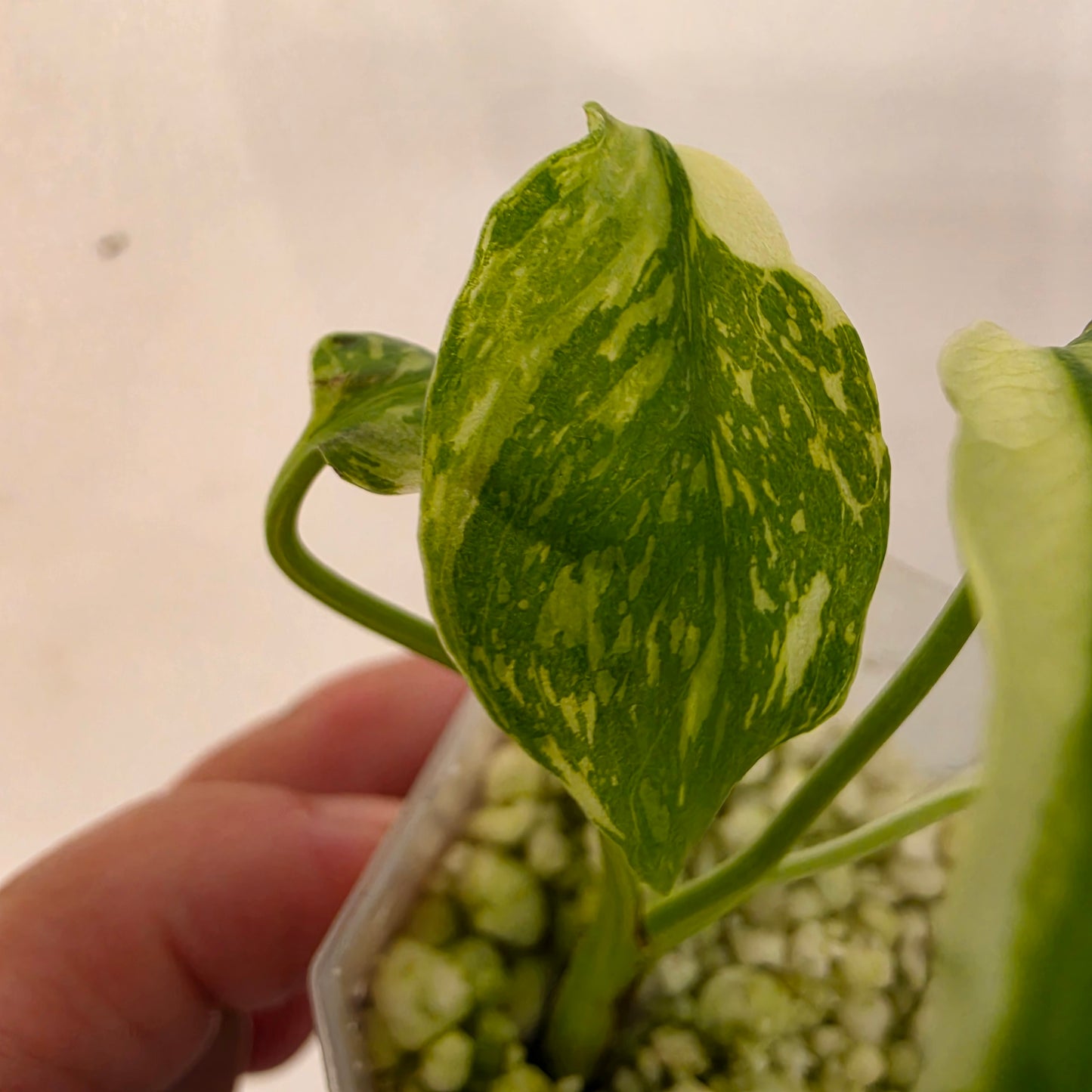Monstera Electrolight – Exact Plant No. 4  - See Description